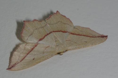 Réf. 91 066 : Timandra comae