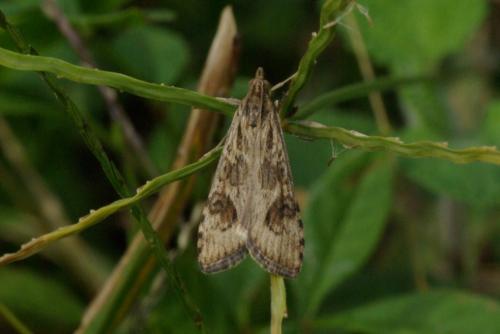 Nomophila noctuella