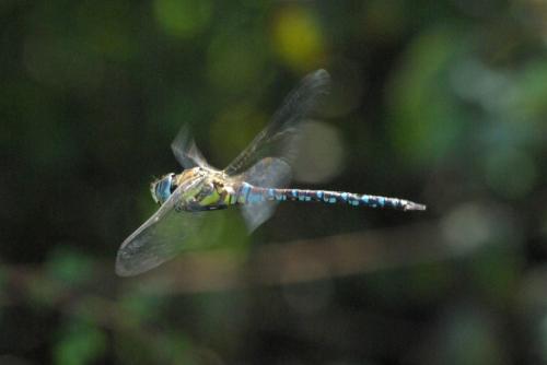 Aeshna mixta