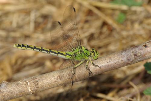 Réf. 91 542 : Ophiogomphus cecilia