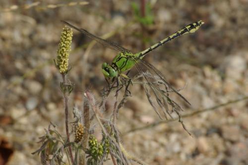 Réf. 91 543 : Ophiogomphus cecilia