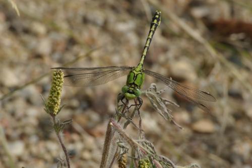 Réf. 91 544 : Ophiogomphus cecilia