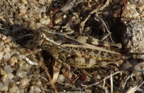 Calliptamus sp.