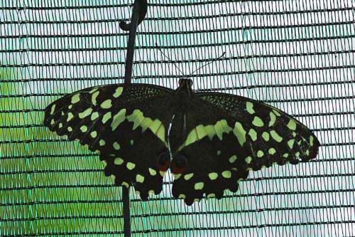 Réf. 91 147 : Papilio demodocus