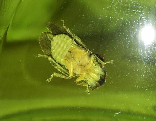 Ledra aurita