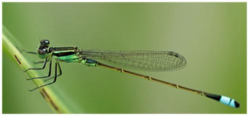 Réf. 91 851 : Ischnura ramburii