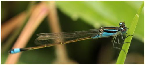 Réf. 91 852 : Ischnura ramburii