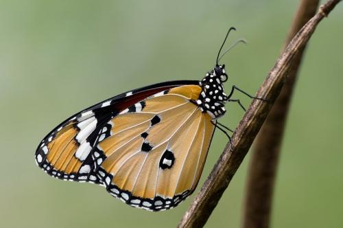 Réf. 91 437 : Danaus chrysippus