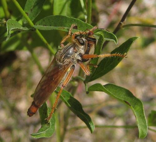 Réf. 91 588 : Stenopogon sabaudus