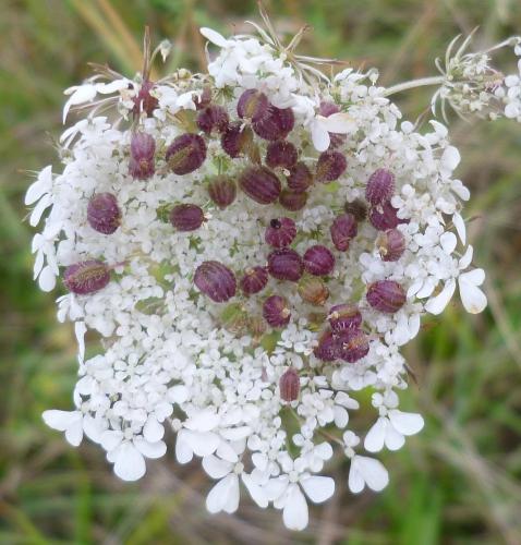 Kiefferia pericarpiicola