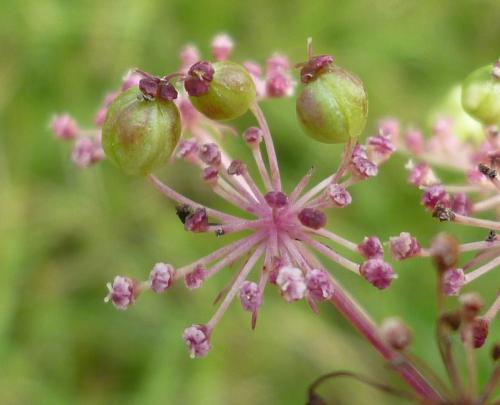Kiefferia pericarpiicola