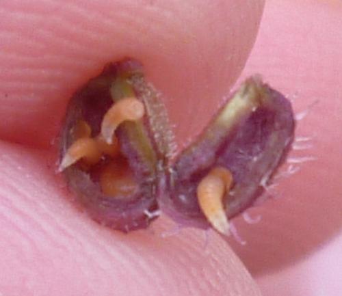 Kiefferia pericarpiicola