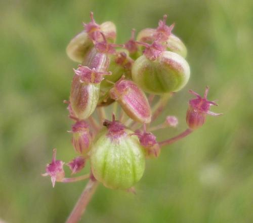 Kiefferia pericarpiicola