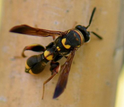 Leucospis sp.