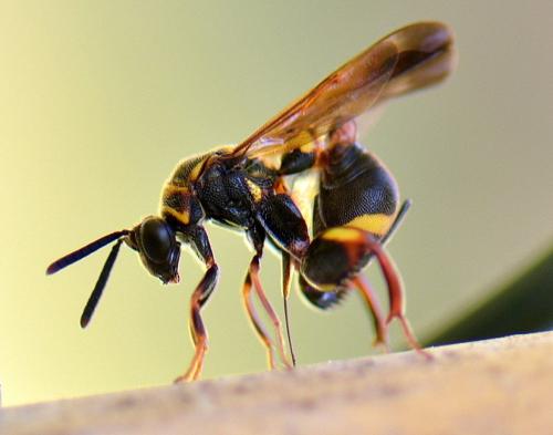 Réf. 91 182 : Leucospis sp.
