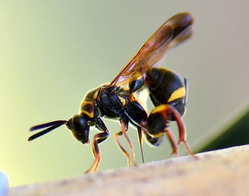 Réf. 91 183 : Leucospis sp.