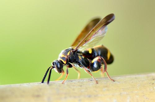 Leucospis sp.