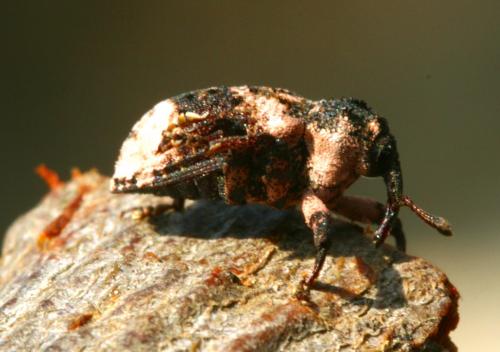 Réf. 91 356 : Cryptorhynchus lapathi