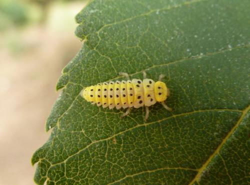 Halyzia sedecimguttata