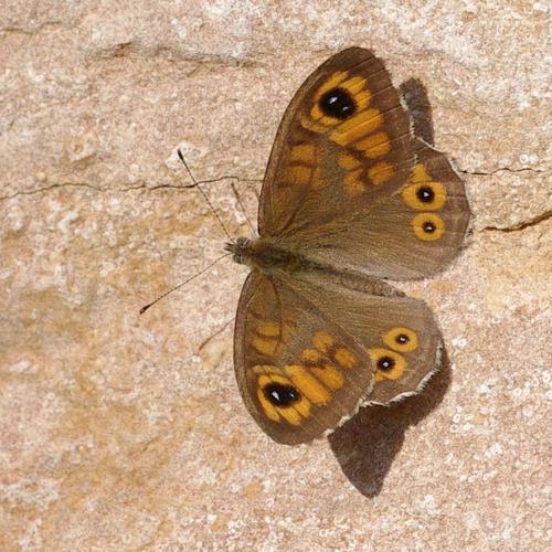 Lasiommata maera