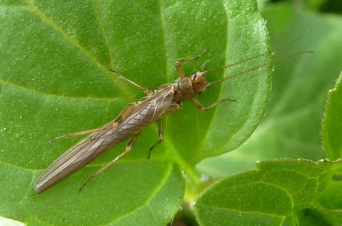 Réf. 91 781 : Leuctra geniculata