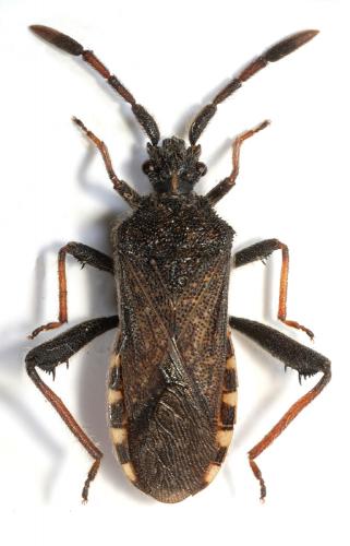 Loxocnemis dentator