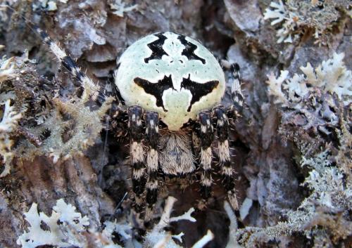 Réf. 91 094 : Araneus sp.
