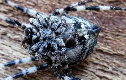 Araneus sp.