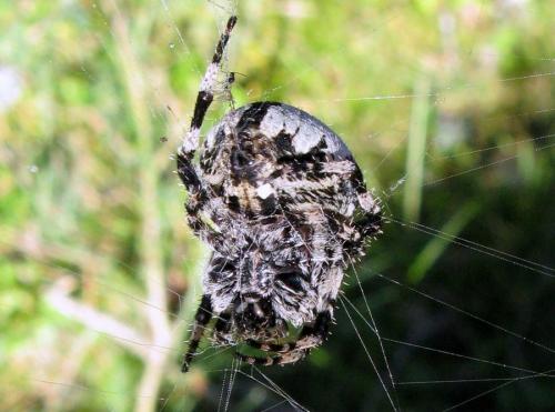 Araneus sp.