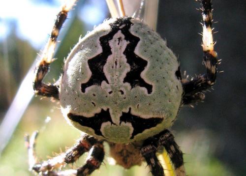 Réf. 91 289 : Araneus sp.