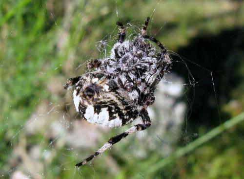 Araneus sp.