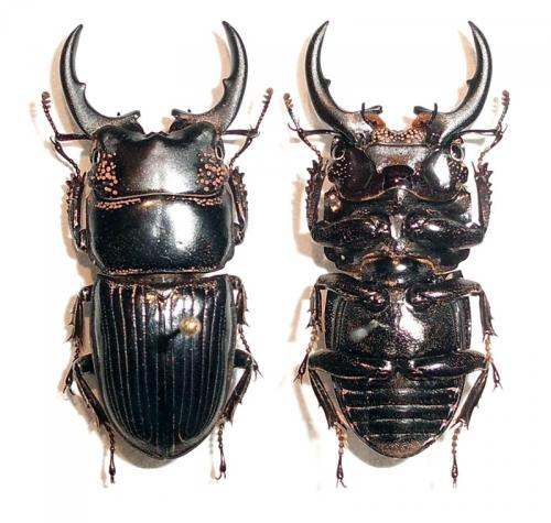 Aegus chelifer
