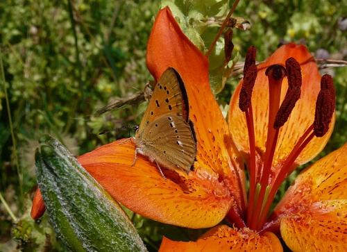 Lycaena virgaureae