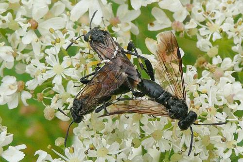 Réf. 91 911 : Macrophya montana