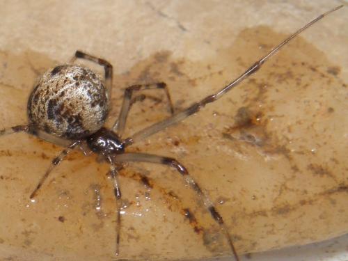 Parasteatoda tepidariorum