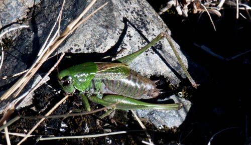 Metrioptera buyssoni