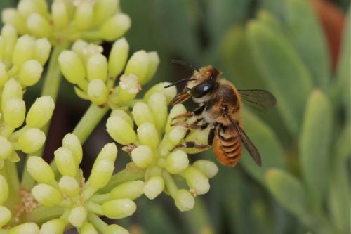 Megachile argentata schmiedeknechti