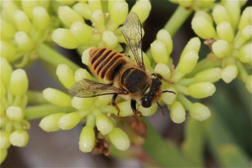 Megachile argentata schmiedeknechti