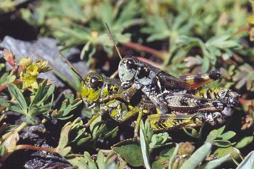Bohemanella frigida frigida