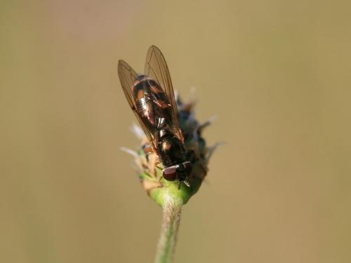 Melanostoma mellinum