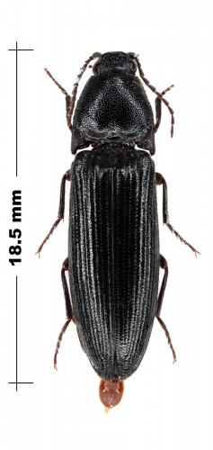 Melanotus crassicollis