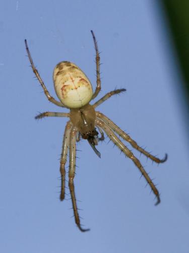 Metellina sp.