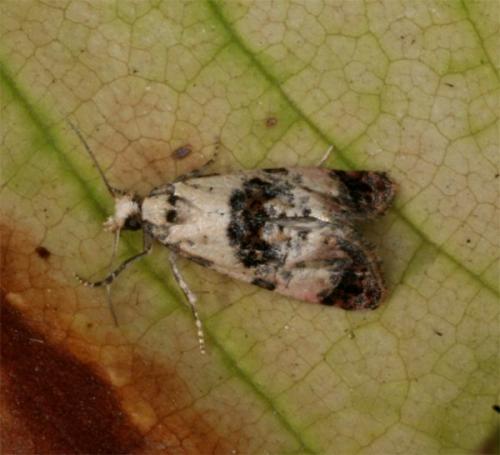 Réf. 91 569 : Cochylis hybridella