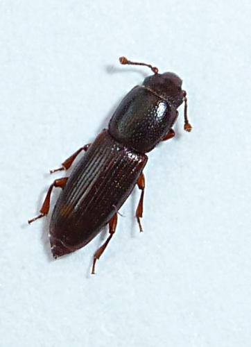 Rhizophagus bipustulatus