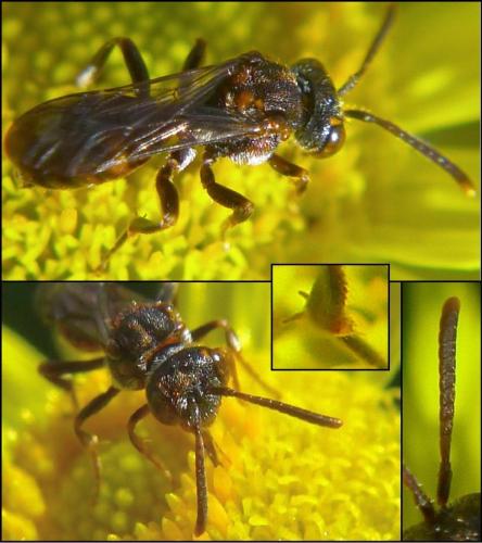 Nomada distinguenda