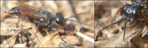 Astata sp.