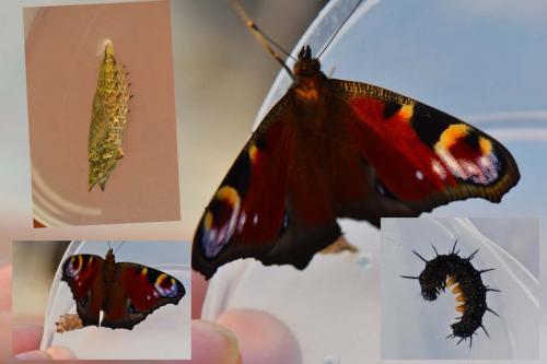 Aglais io