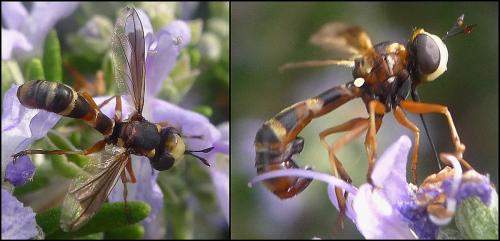 Réf. 91 981 : Physocephala vittata