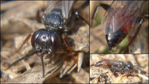 Astata sp.