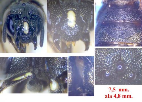 Ceratina dallatorreana